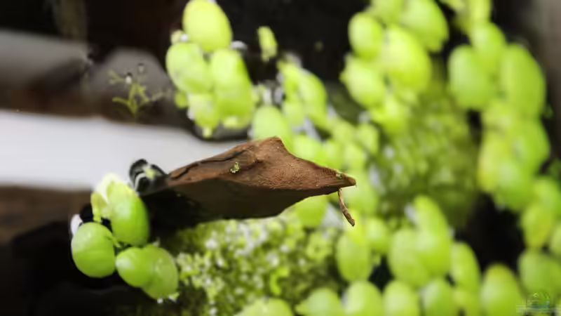 05.02.2015 von SouthAmerica (9)