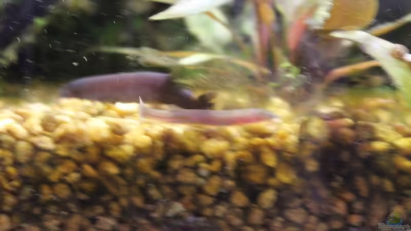 05/03/2014 von lomarraco (132)