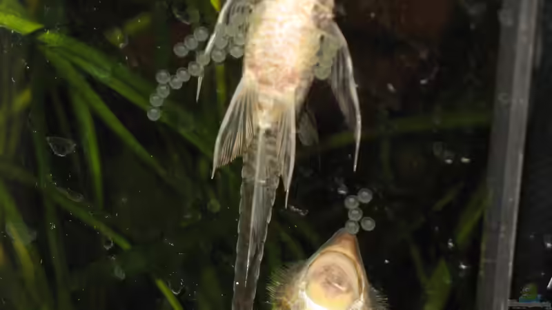 05.03.2017 Sturisoma Gelege von der Theoretiker (46)