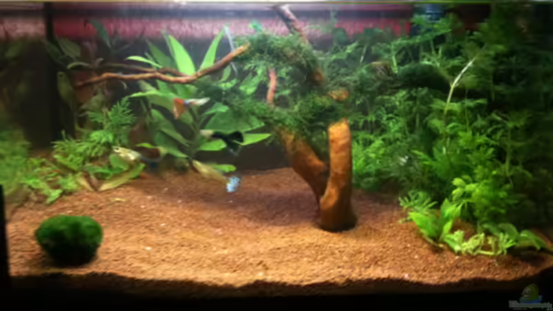 05-04-10 von Flevus (5)