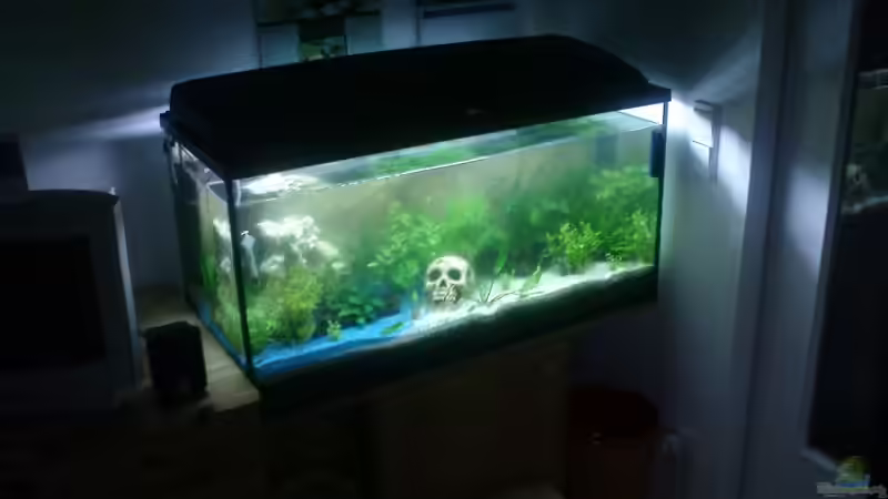 05.04.2009 Aquarium mit Pflanzen und Deko in der Einlaufphase von EagleHunter (5)