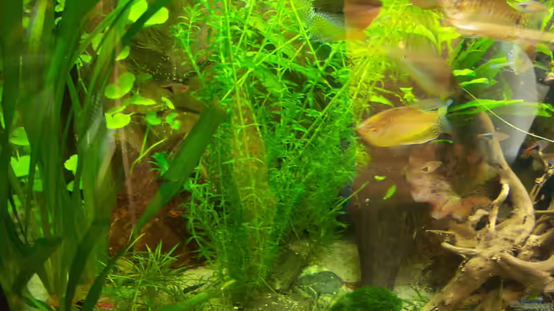 05.04.2015 - flutende Valisnerie von Schratze (65)