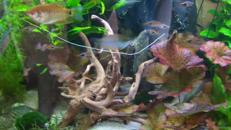 05.04.2015 von Schratze (20)