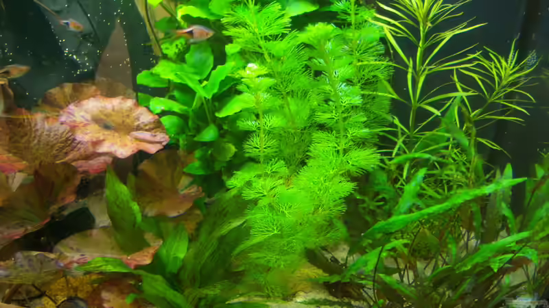 05.04.2015 von Schratze (67)