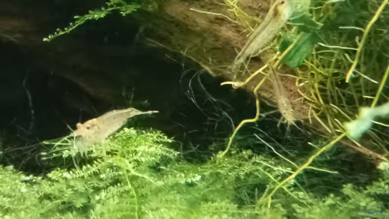 05.04.2023 Caridina multidentata  von Mr-Shrimp (75)