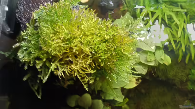 05.04.2023 Emerser Mooswuchs Baum links von Mr-Shrimp (53)