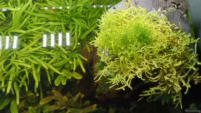 05.04.2023 Emerser Mooswuchs Baum rechts von Mr-Shrimp (52)