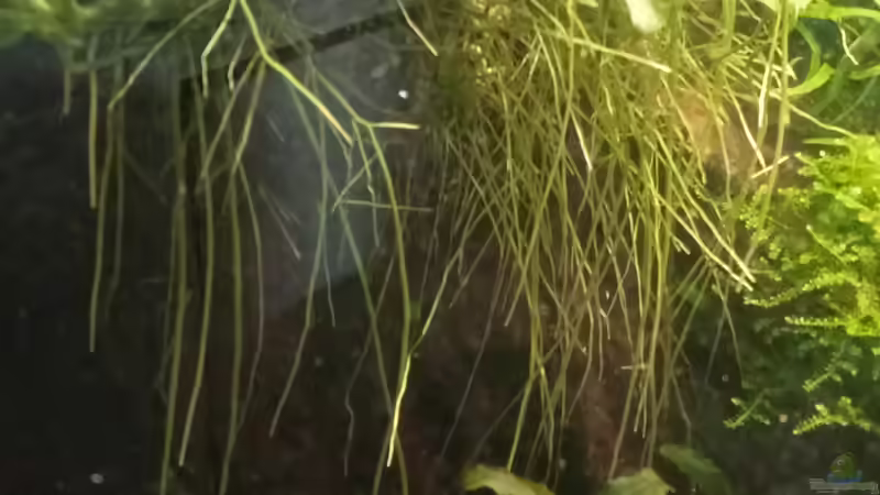 05.04.2023 Luftwurzeln der Anubias von Mr-Shrimp (54)