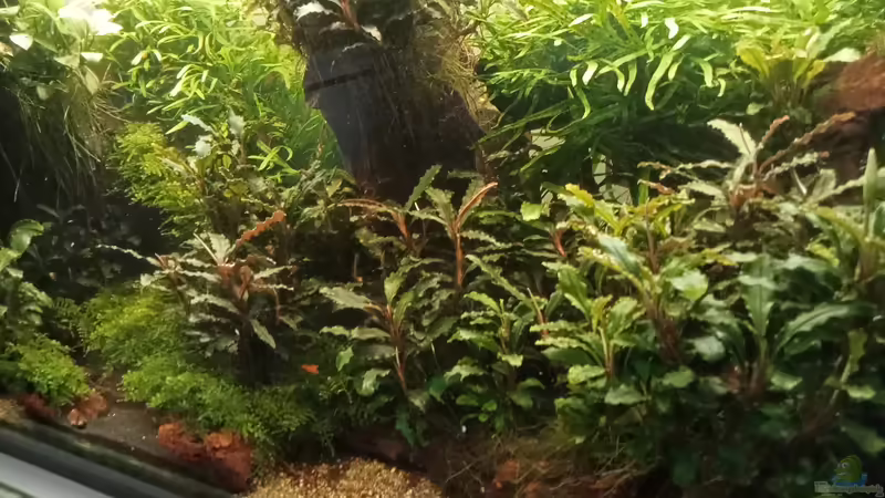 05.04.2023 von Mr-Shrimp (10)