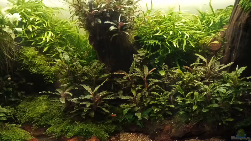 05.04.2023 von Mr-Shrimp (12)