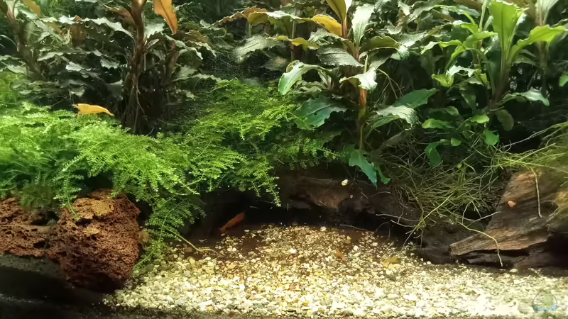 05.04.2023 von Mr-Shrimp (15)