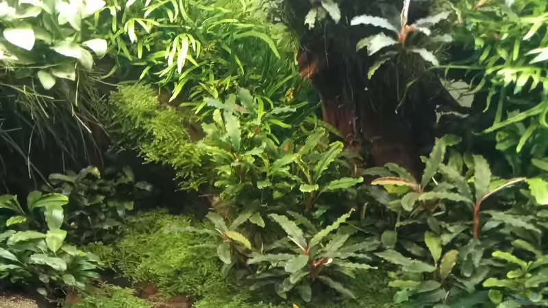 05.04.2023 von Mr-Shrimp (16)