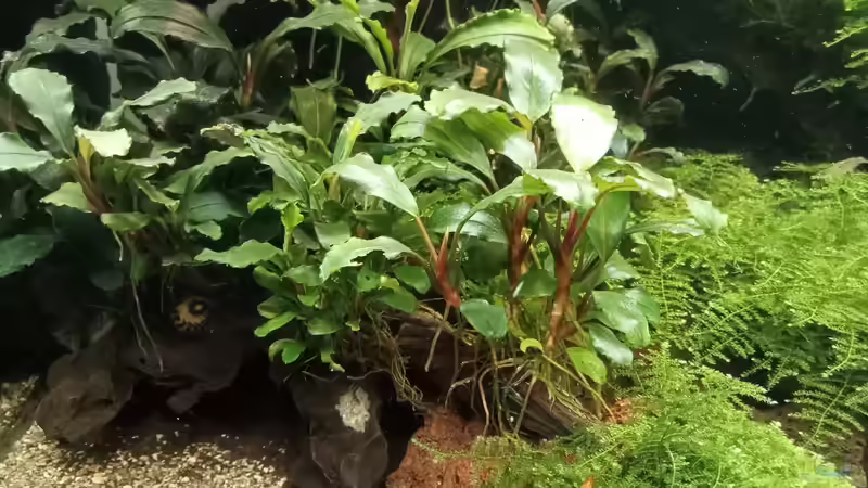 05.04.2023 von Mr-Shrimp (55)