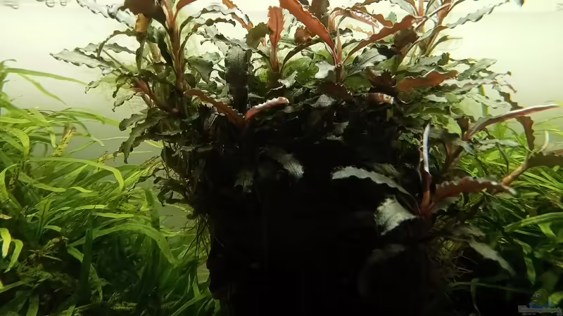 05.04.2023 von Mr-Shrimp (8)