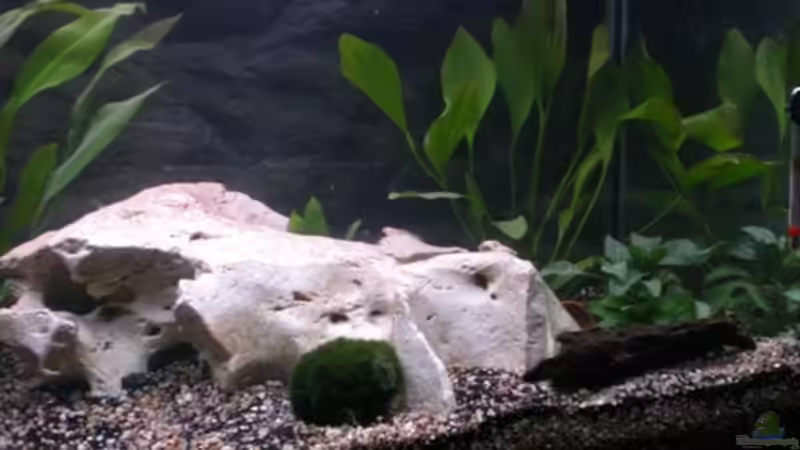 05.05.09 von Königscobra (4)