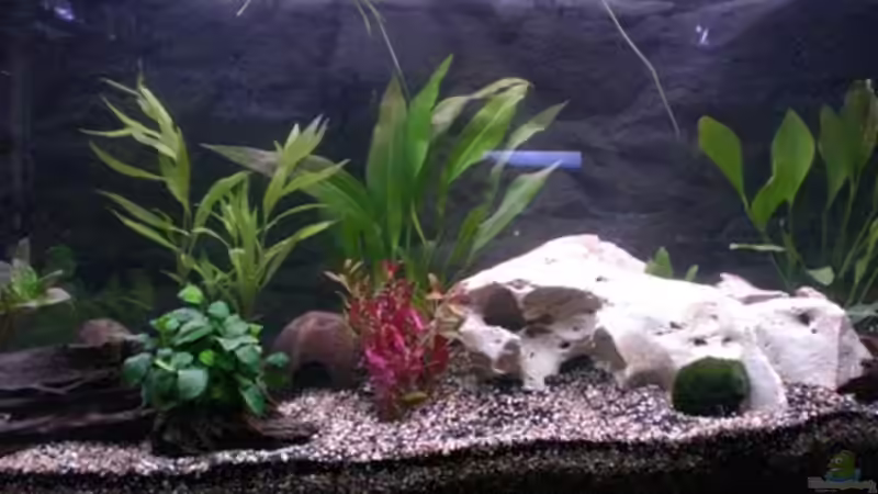 05.05.09 von Königscobra (5)