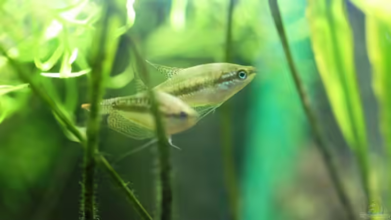 05/05/2014 von lomarraco (79)