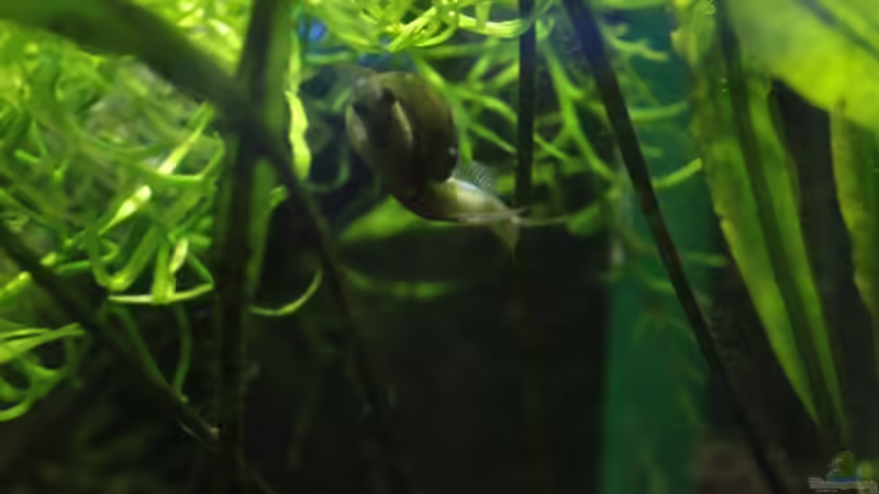 05/05/2014 von lomarraco (80)