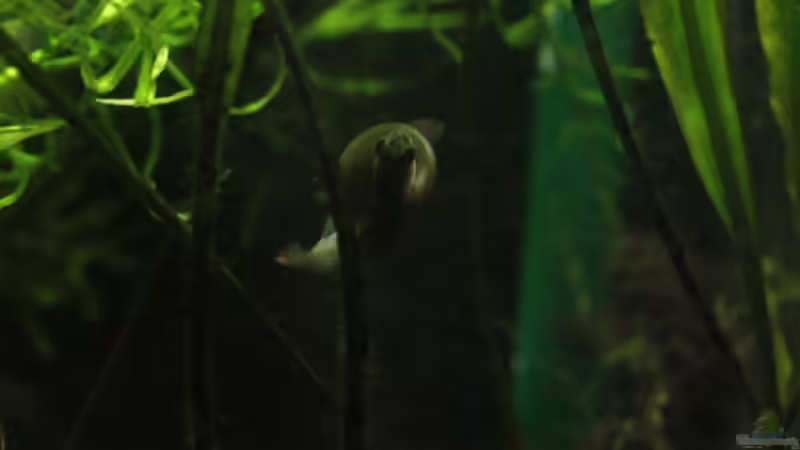 05/05/2014 von lomarraco (82)