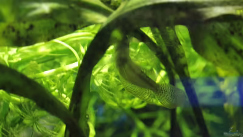 05/05/2014 von lomarraco (84)