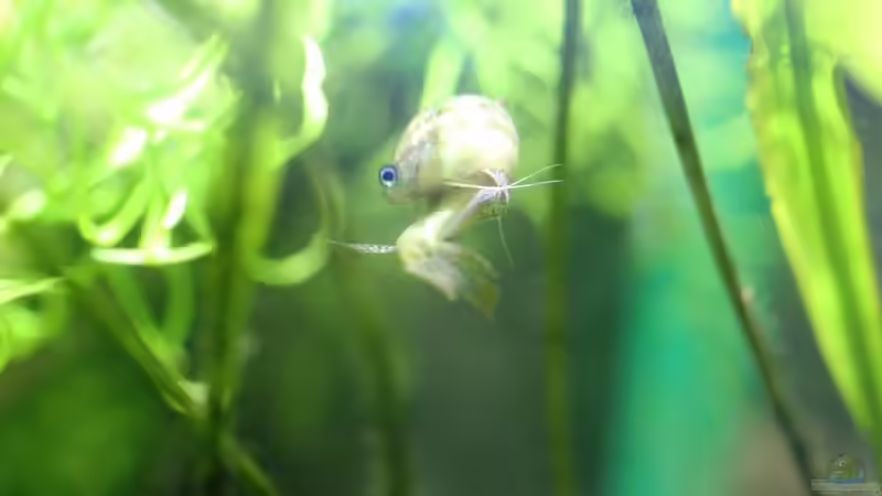 05/05/2014 von lomarraco (86)