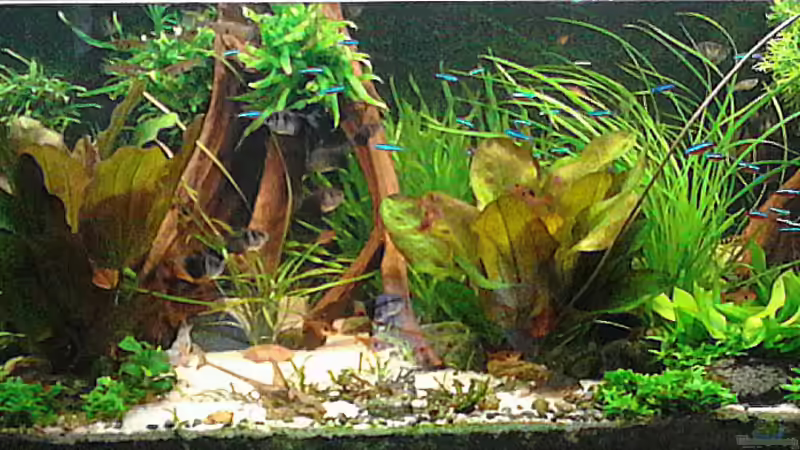 05.05.2016 von Grünhexe (80)