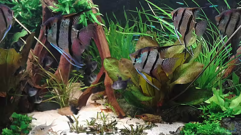 05.05.2016 von Grünhexe (81)