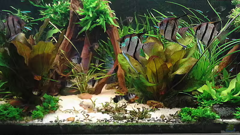 05.05.2016 von Grünhexe (82)