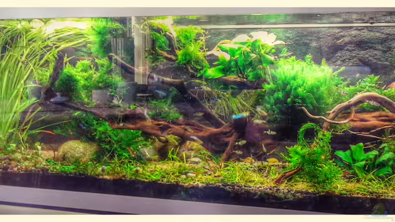 05.05.2016 von Grünhexe (84)