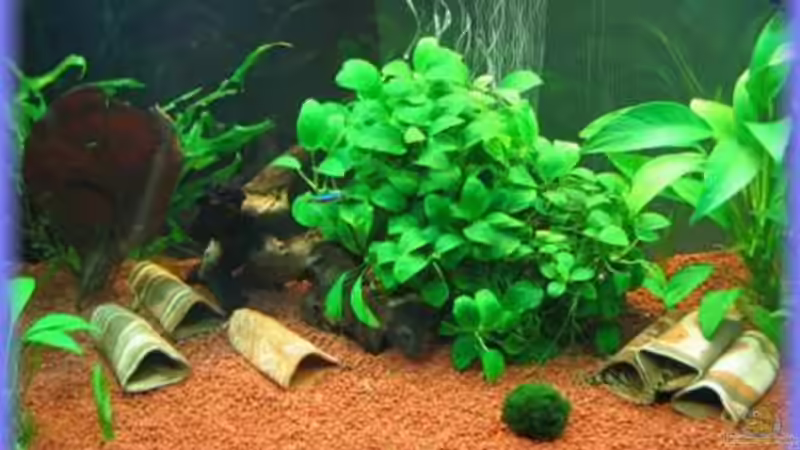 05.06.08 Eingerichtet  von Golly14 (1)