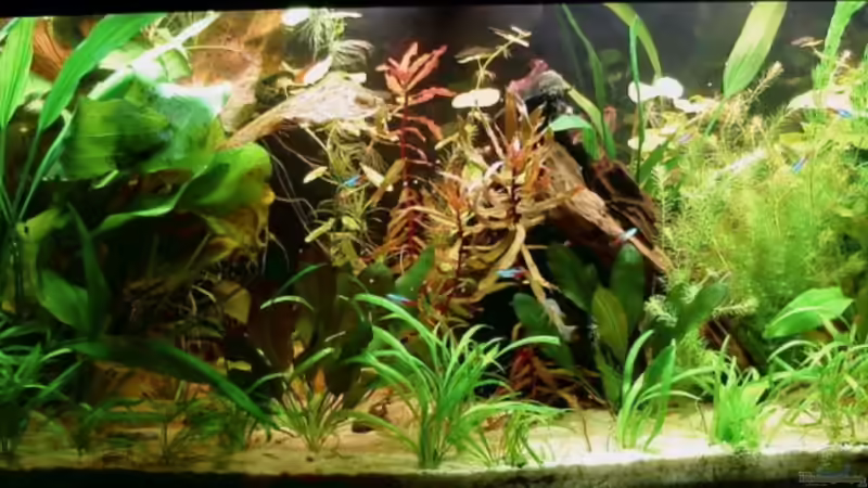 05.06.2011 von Susanne Kruse (1)