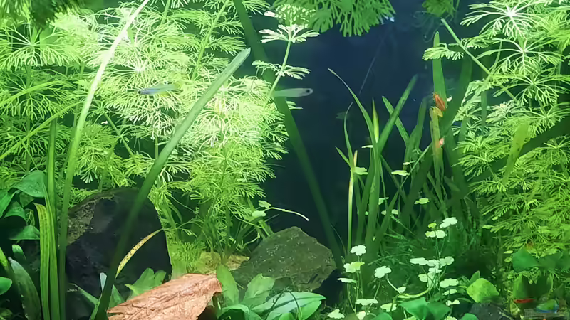 05.06.2021 von okefenokee (35)