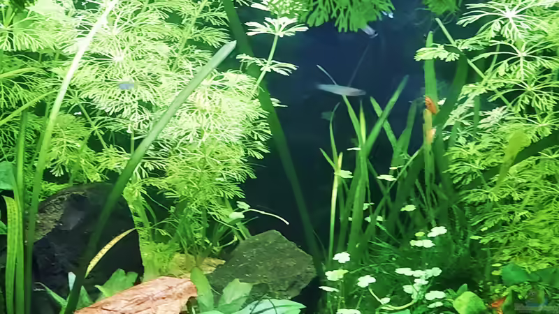 05.06.2021 von okefenokee (36)