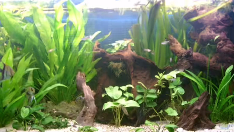 05/06 von elbochos (10)