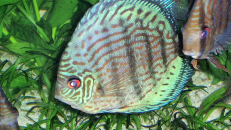 05.07.08 von Peggy Findeisen (6)