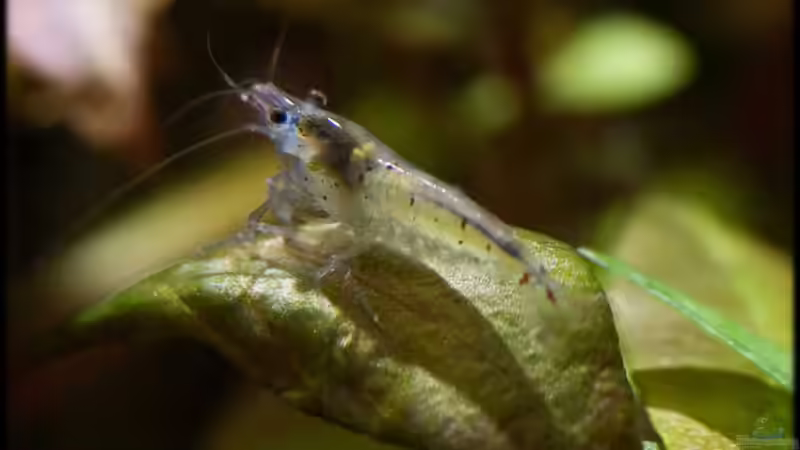 05.07.11 von Ralf64 (54)