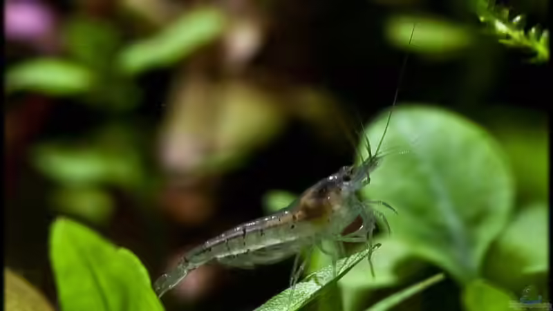 05.07.11 von Ralf64 (55)