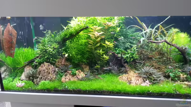 05.07.14  Wird langsam zeit für einen Rückschnitt von Olle696 (5)