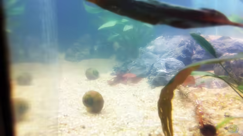 05.07.2011 Apfelschnecken von Sebastian Philipp (33)