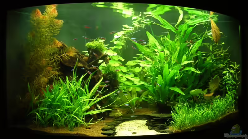 05.08.2011 von Christian Grunwald (16)