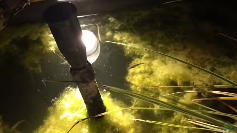 05.09.2019 noch mal Stichlingnachwuchs von herkla (22)