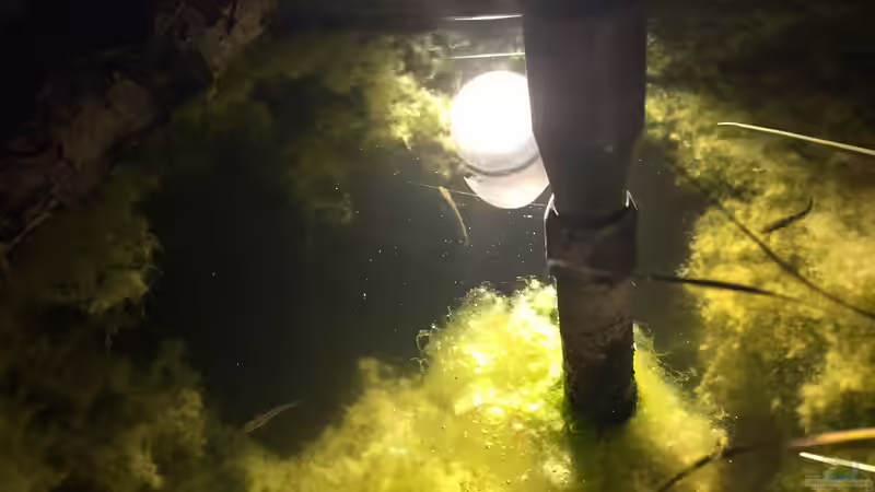 05.09.2019 Stichlingnachwuchs von herkla (21)