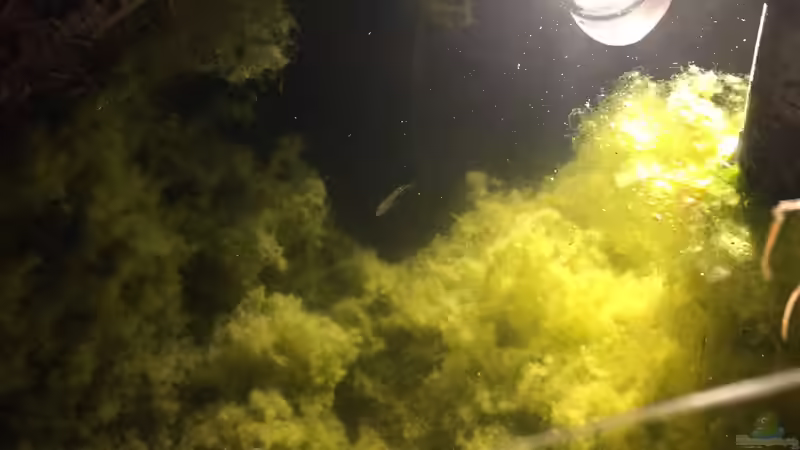 05.09.2019 und nochmal Stichlingnachwuchs von herkla (23)