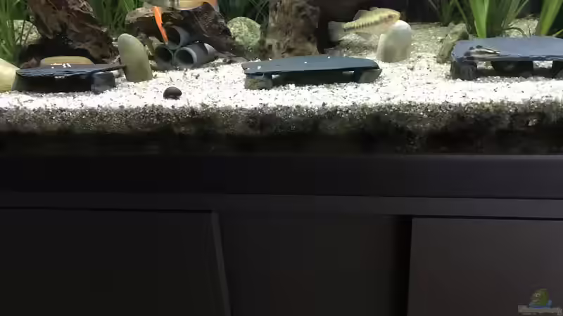 05.09.24 die zwei zusätzlichen Unterstände für die Stiphodon von herkla (17)