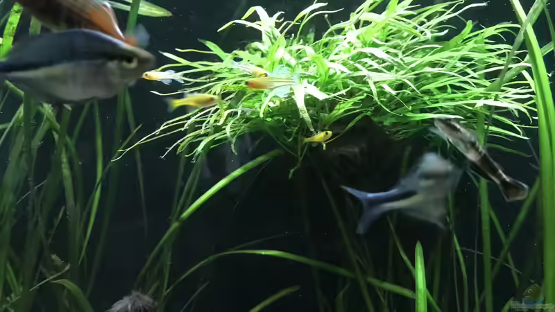 05.09.24 Pseudomugil gertrudae Aru II von herkla (46)