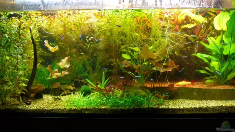 05.10.2008 von Die kleine Meerjungfrau (10)