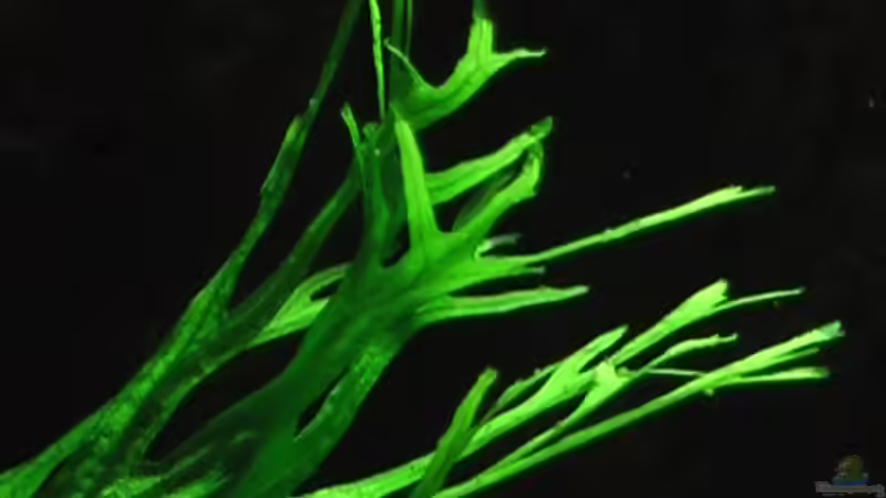 05.10.2010 Microsorum pteropus ´Windelov´ von *Lucie* (31)