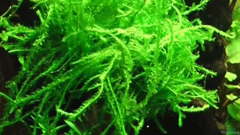 05.10.2010 Vesicularia cf. ferriei von *Lucie* (26)