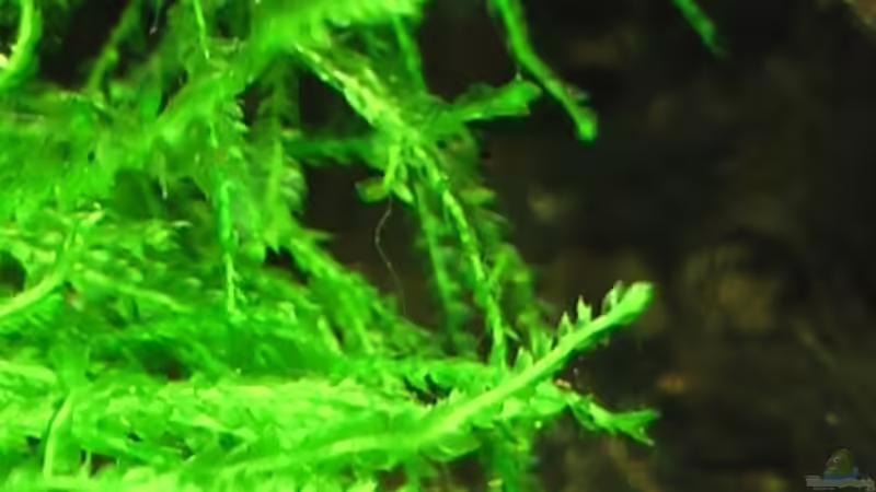 05.10.2010 Vesicularia cf. ferriei von *Lucie* (27)