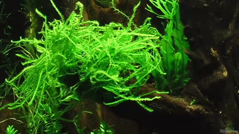 05.10.2010 Vesicularia cf. ferriei ´Weeping Moos´ von *Lucie* (25)